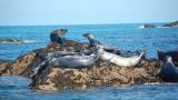 Seals on rock