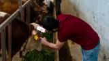 Man checking identification of cow with smartphone