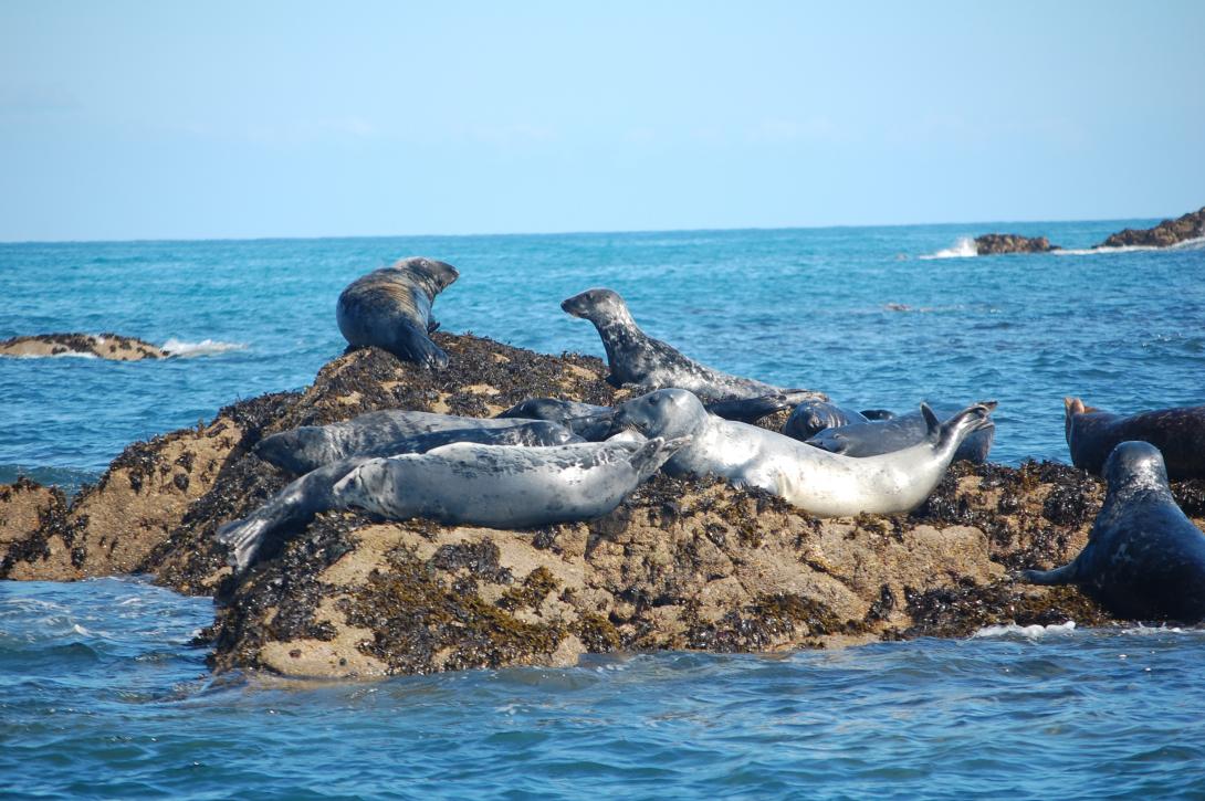 Seals on rock